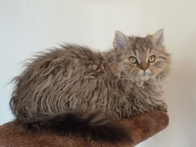 Богемский рекс