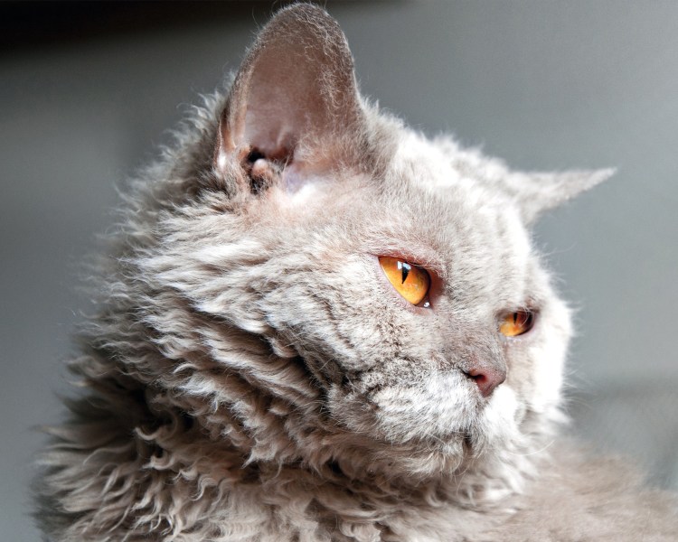 Фенотип Селкирк рекс