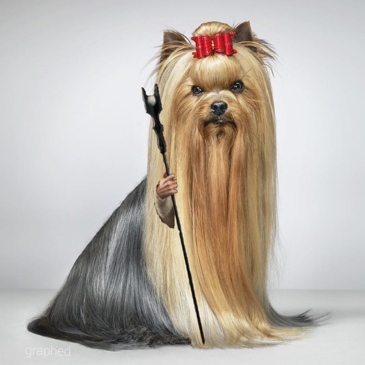 Йоркширский терьер с длинной шерстью