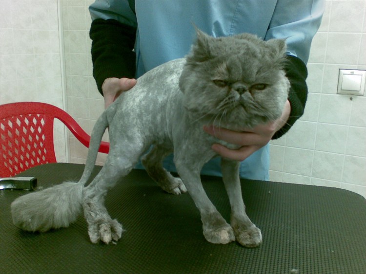 Кошка линяет