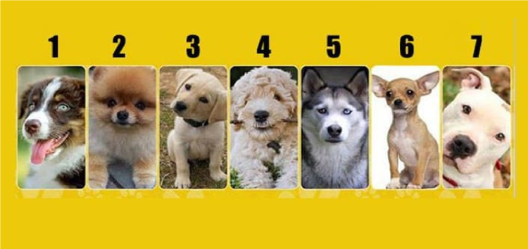 Выбери собаку