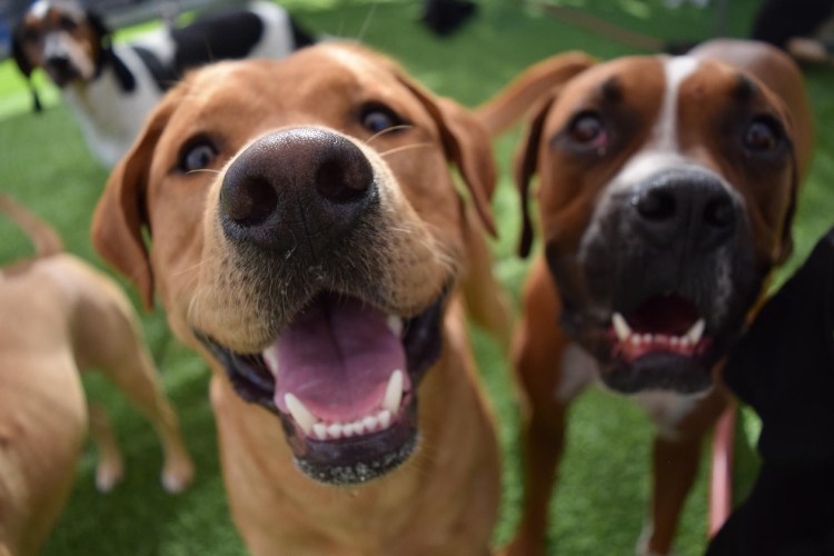 Выбор собаки