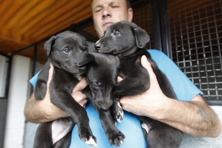 Разведение собак