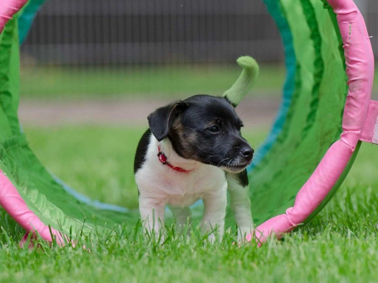 How to teach a Puppy to the place