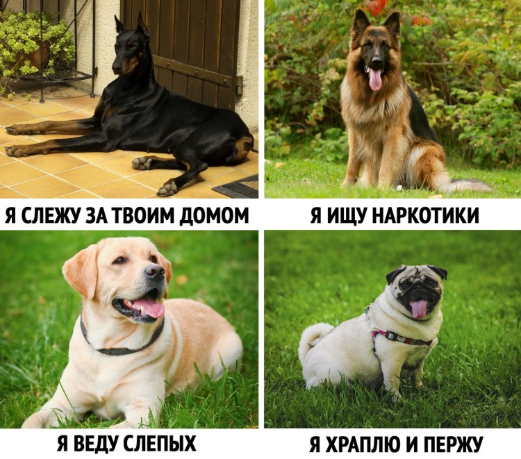 Мемы с собаками с надписями