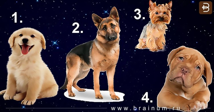 Тест на выбор собаки