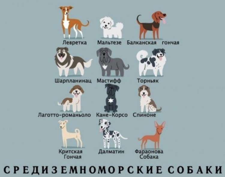 Породы собак в таблице