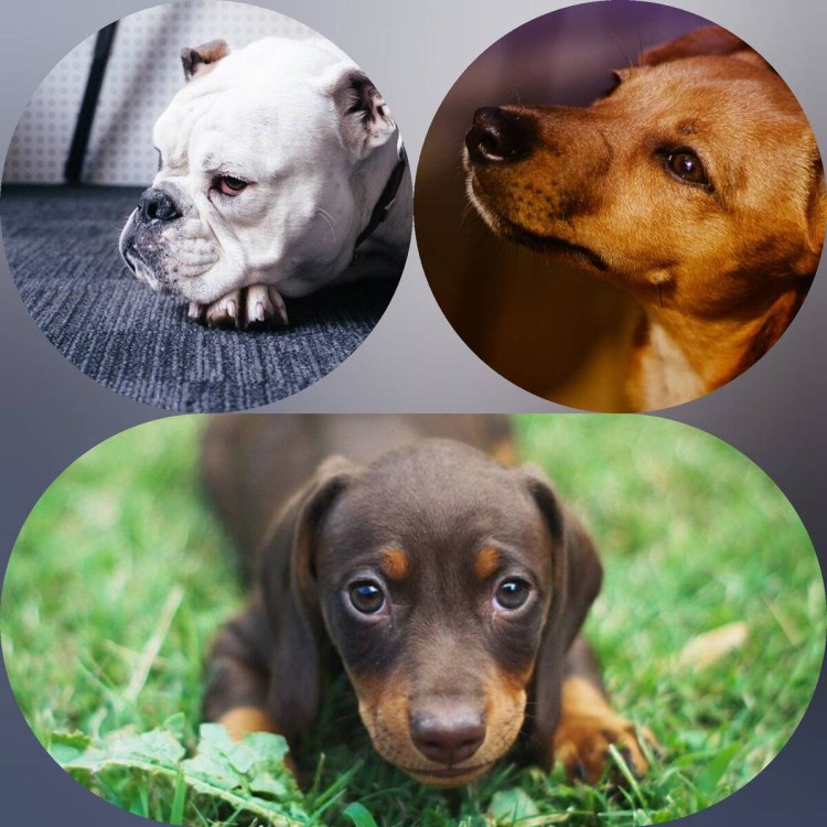 Породистые собаки на выбор