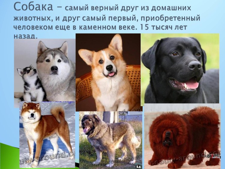 Собака самый верный друг
