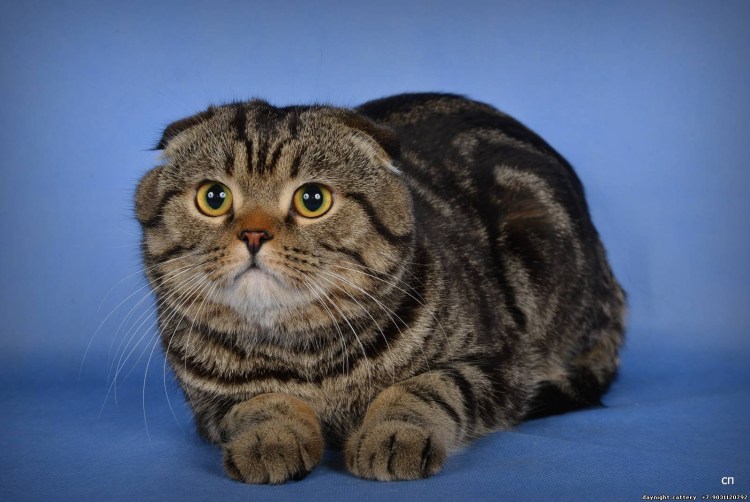 Шотландская кошка скоттиш фолд