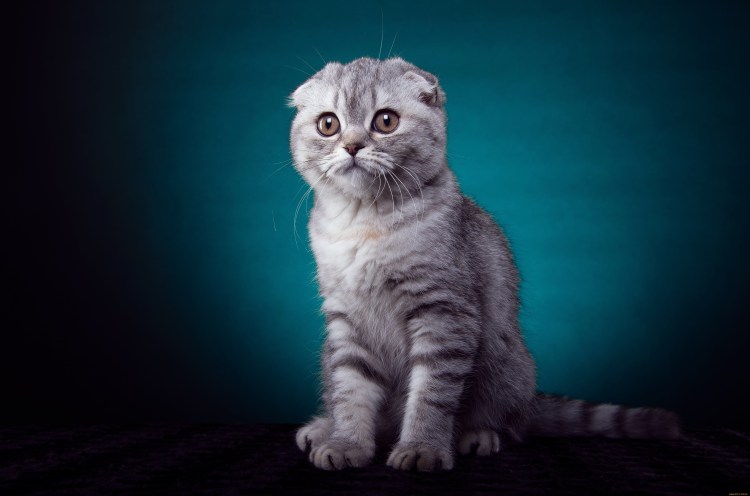 Британский скоттиш фолд