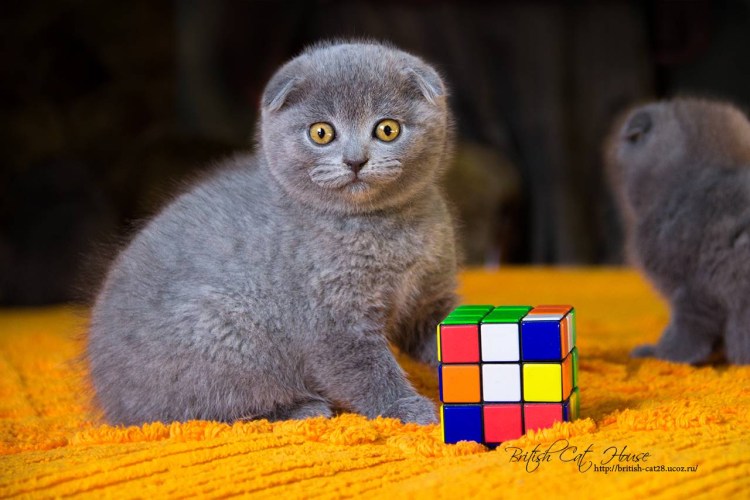 Шотландская вислоухая кошка