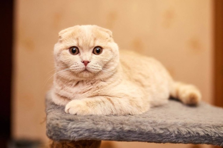 Порода кошек скоттиш фолд