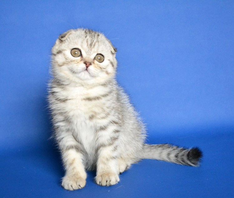 Скоттиш-фолд Шотландская вислоухая котята