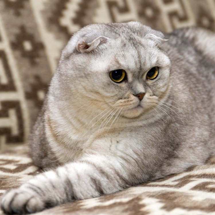 Скоттиш фолд лиловый окрас