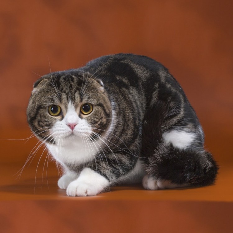 Шотландская короткошёрстная кошка вислоухая