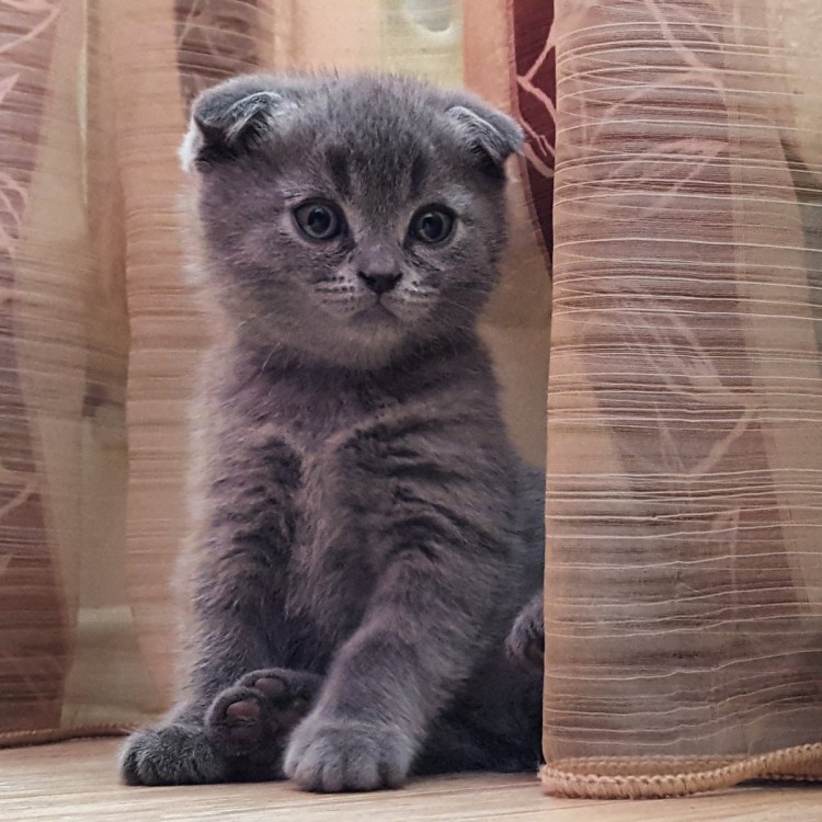 Вислоухий скотишфолд