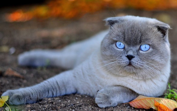 Шотландская вислоухая кошка