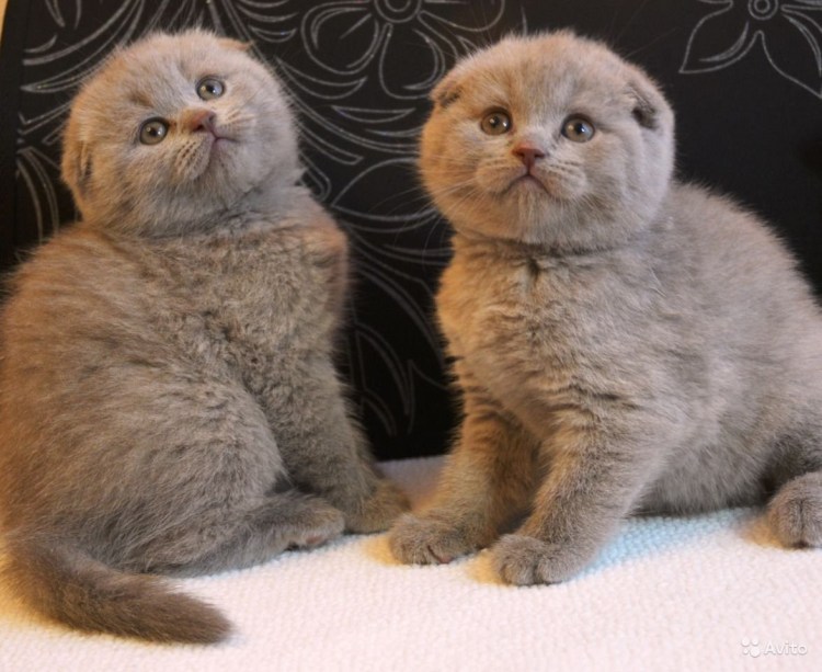 Скоттиш-фолд Шотландская вислоухая