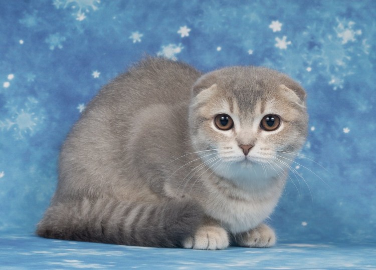 Голландская кошка вислоухая