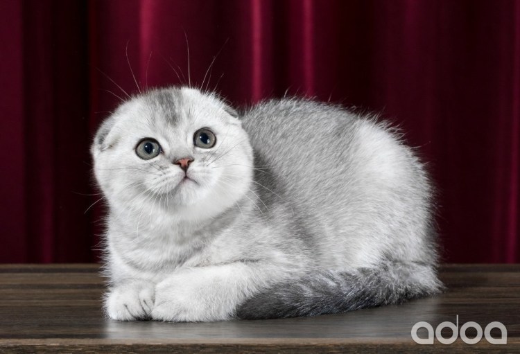 Скоттиш-фолд Шотландская вислоухая