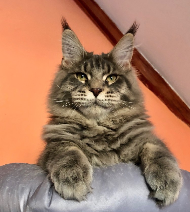 Камышовый Мейн кун