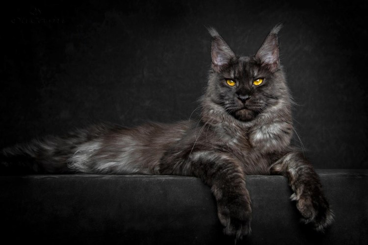 Мейн кун черный