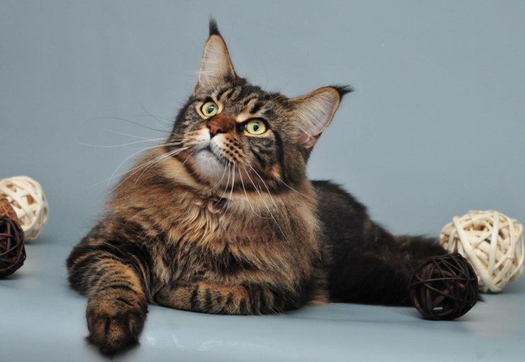 Порода кота Марс