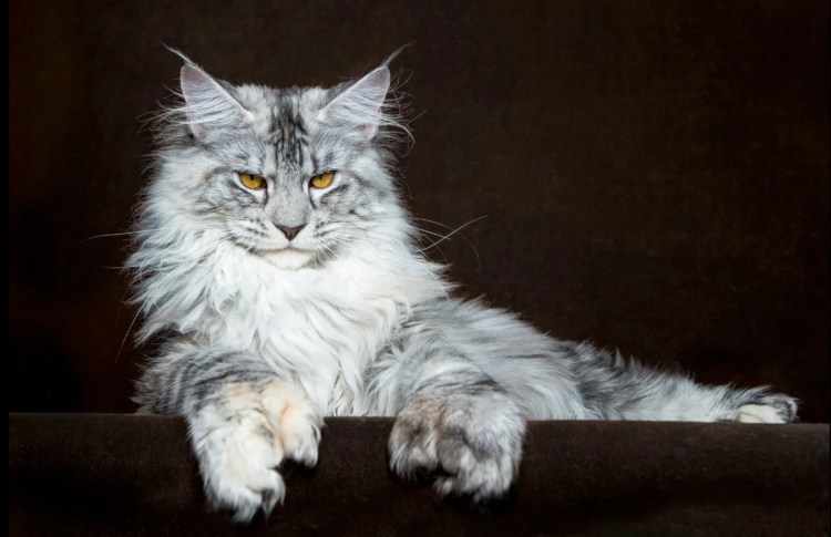 Кошка Мейн кун