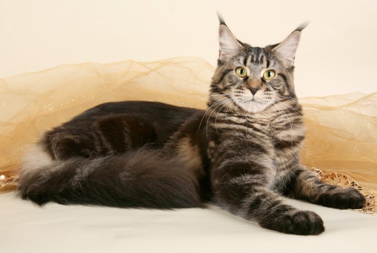 Мейн кун короткошерстный