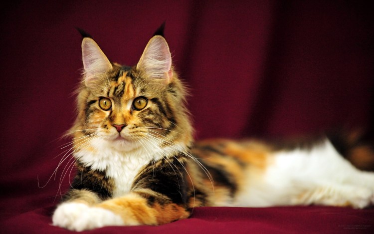 Большая кошка Мейн кун