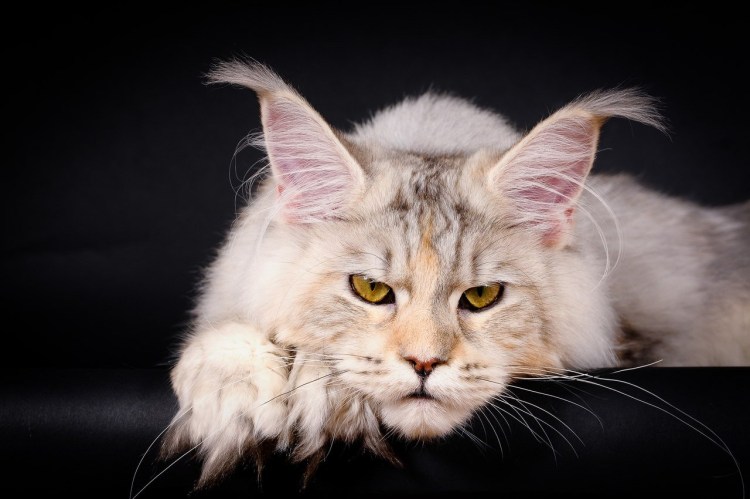 Мейн кун шиншилла