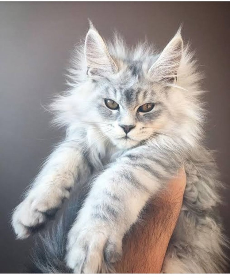 Котята Мейн кун