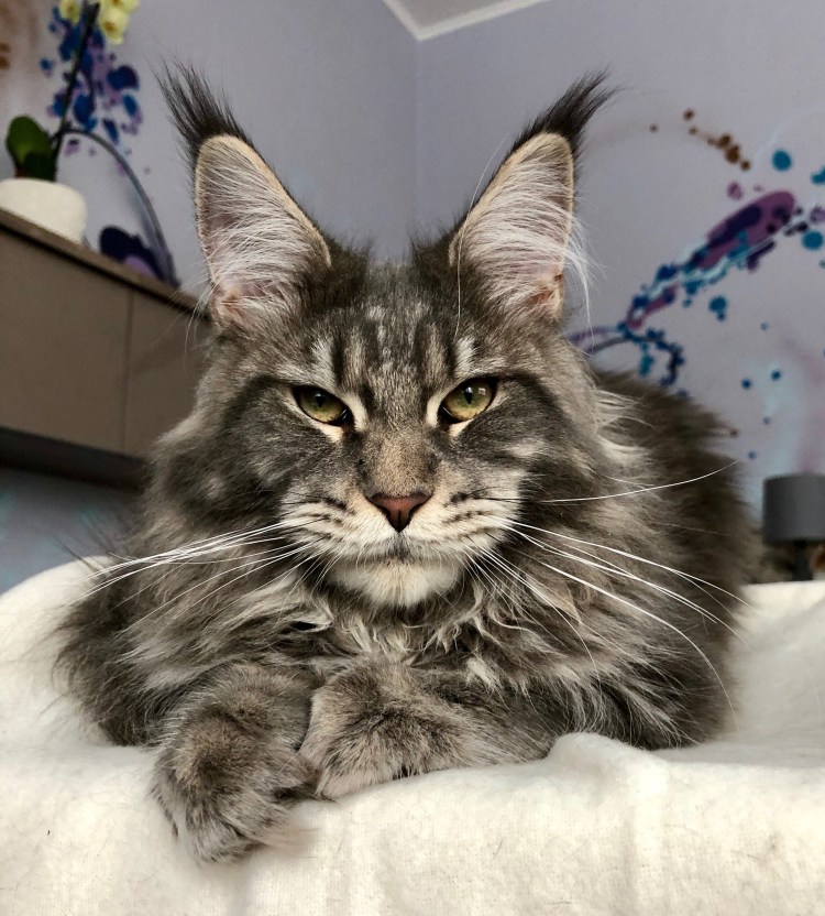 Американский кот Мейн кун