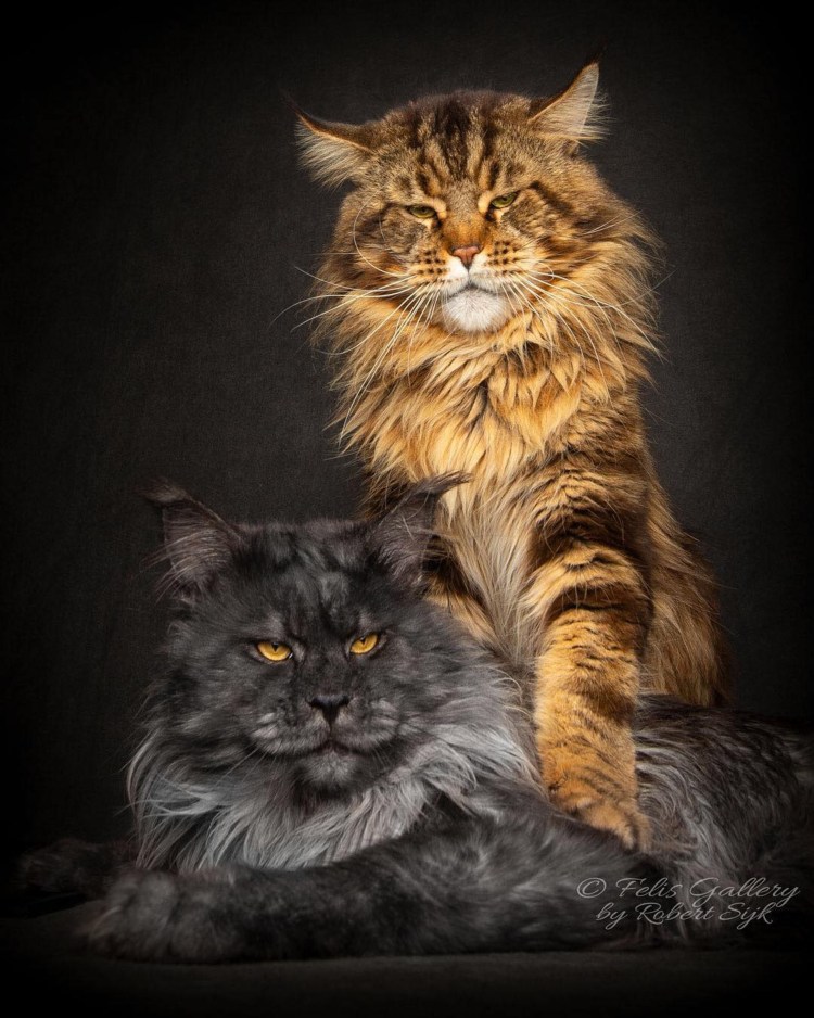 Мэйн кошка Мейн кун