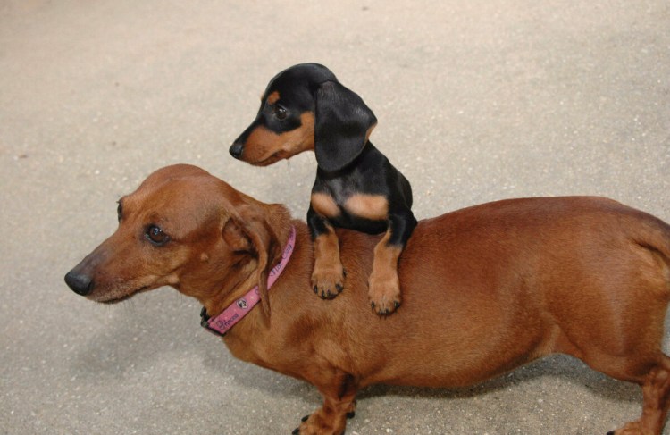 Карликовая такса