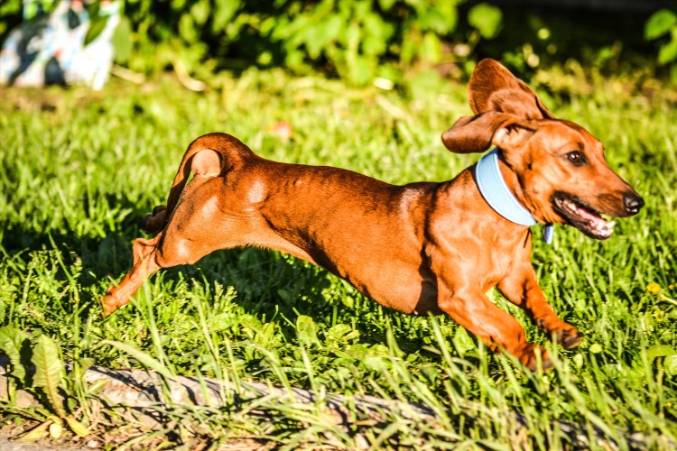 Такса карликовая гладкошерстная