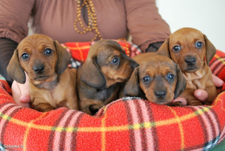 Щенки таксы