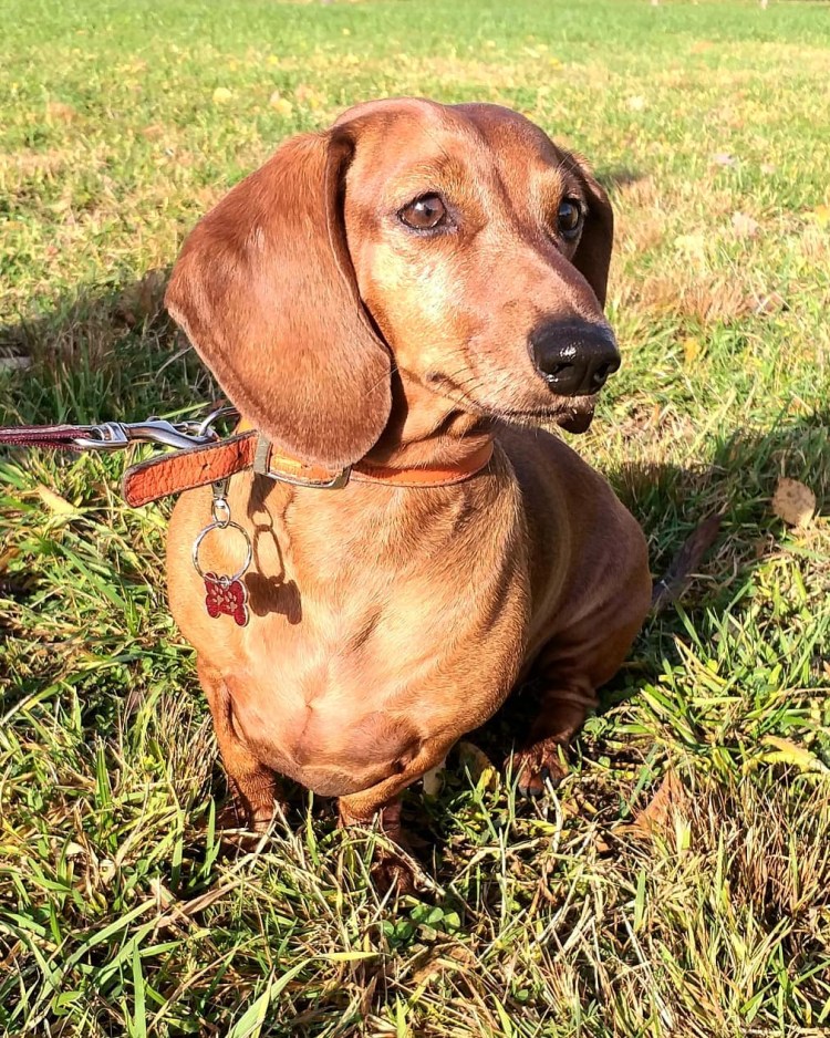 Такса собака короткошерстная