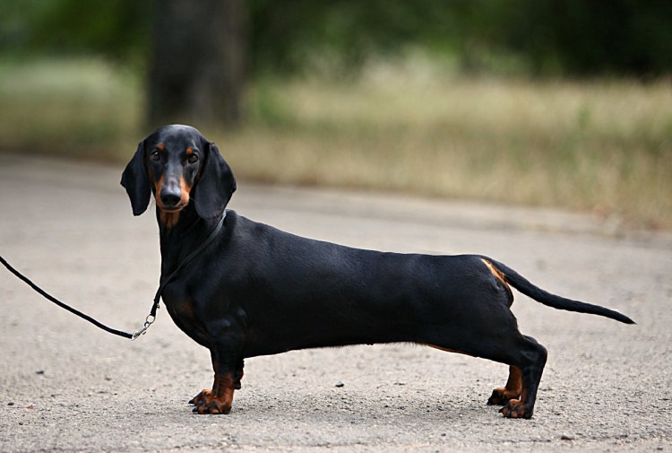 Такса кроличья гладкошерстная