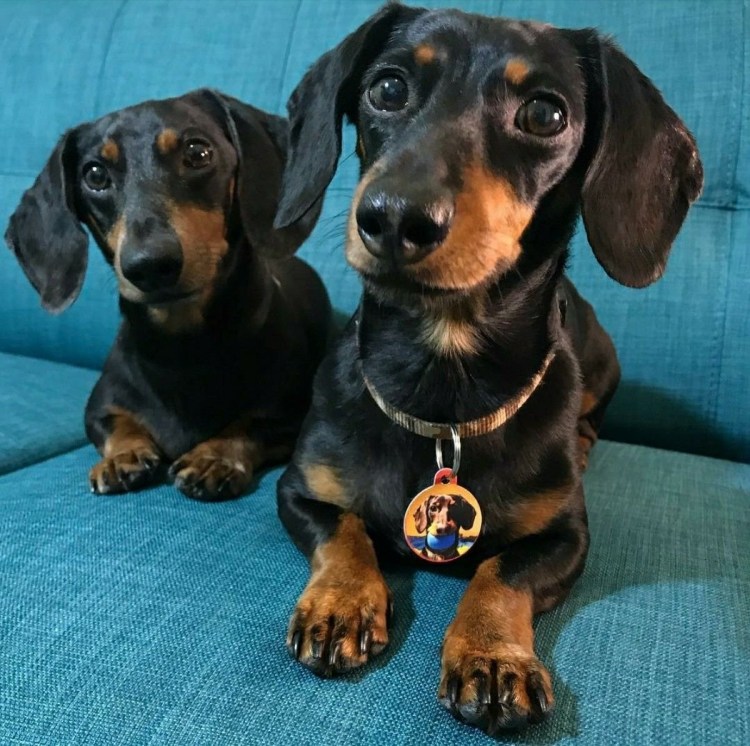 Такса чапитосики