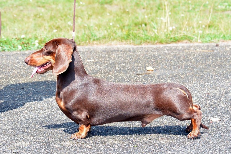 Гладкошерстная американская карликовая такса