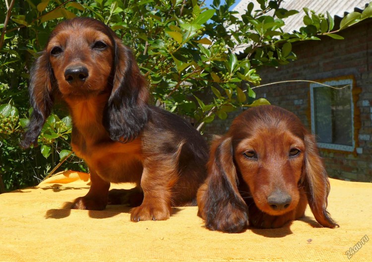 Кроличья такса