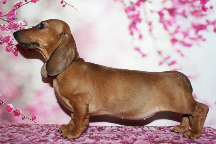 Чапитосики порода такса