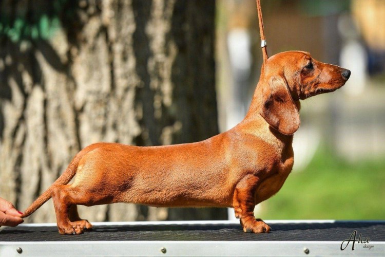 Карликовая такса