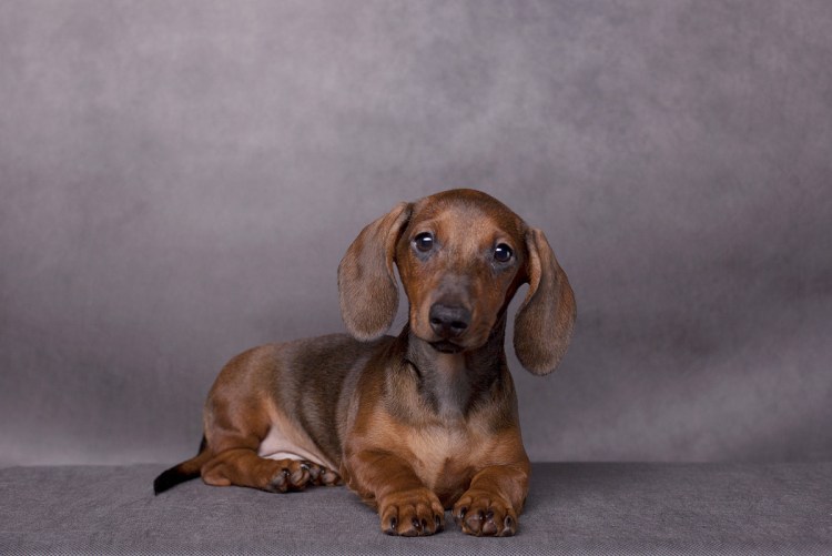 Кроличья такса