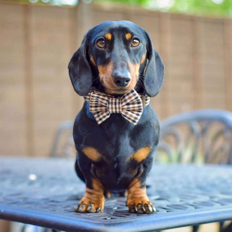 Такса короткошерстная карликовая