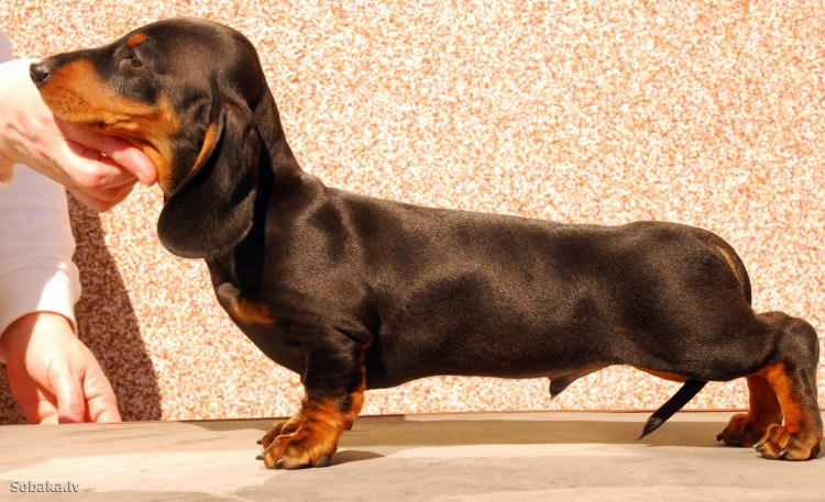 Порода собаки такса кроликовая