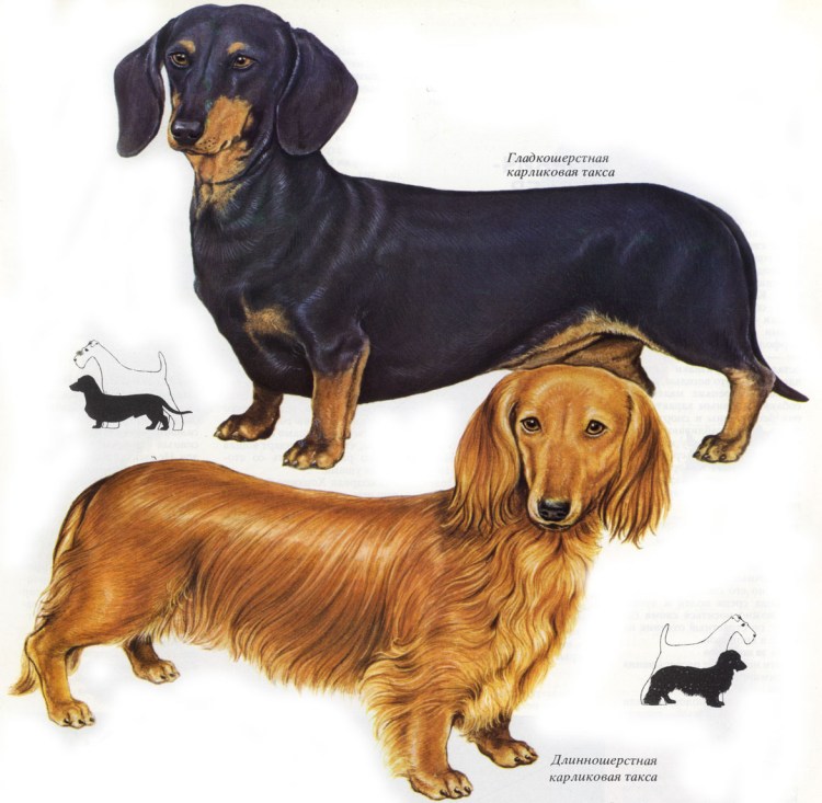 Такса длинношерстная карликовая стандарт породы