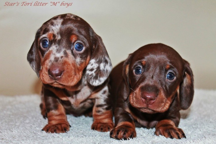 Порода карликовая такса